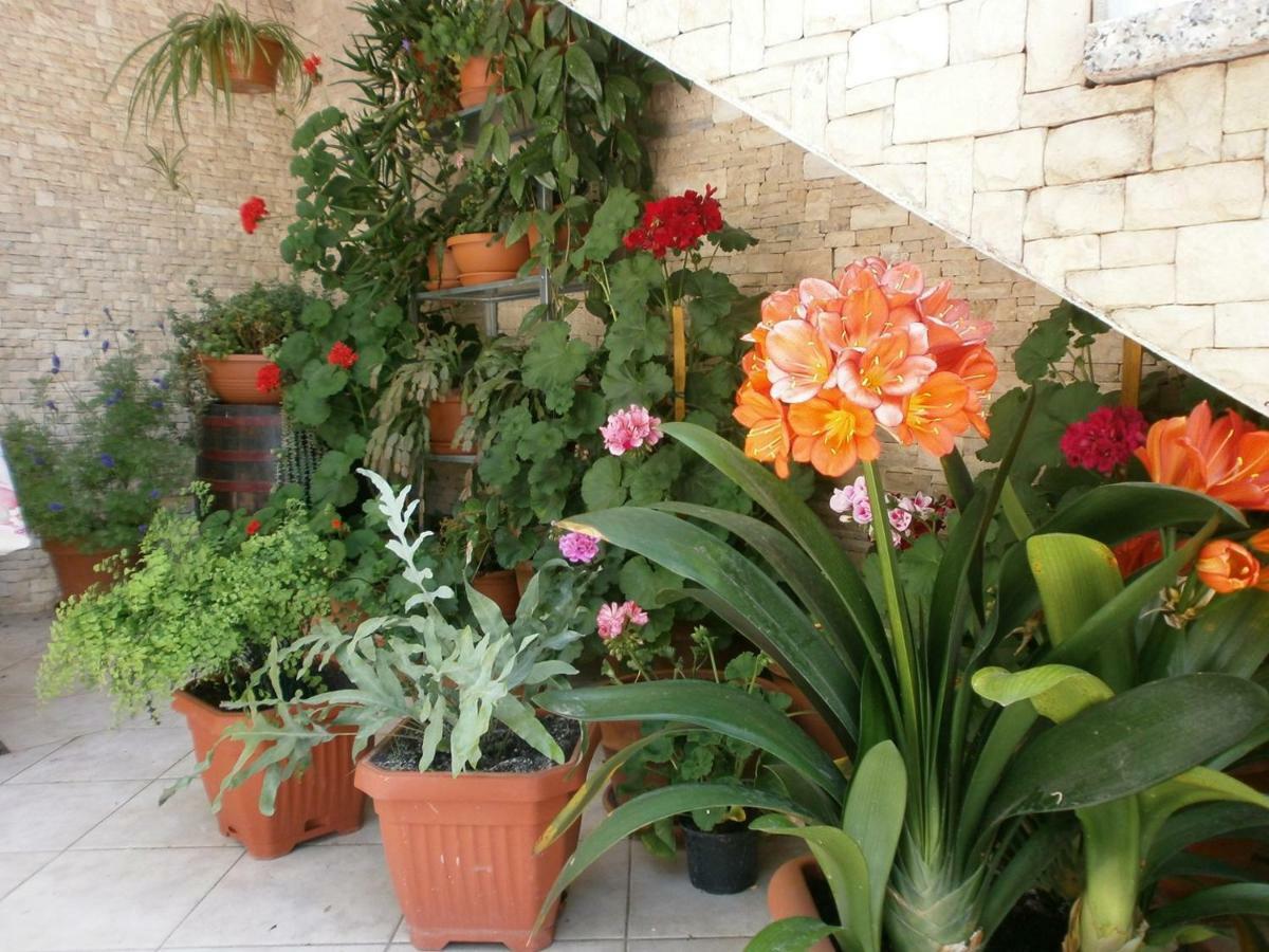 Villa Vrancic 로비니 외부 사진