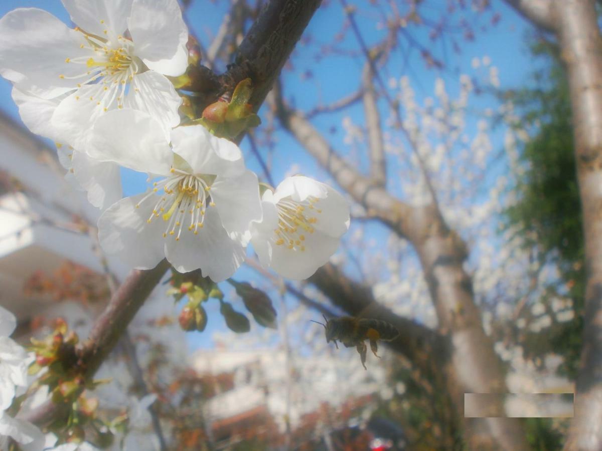Villa Vrancic 로비니 외부 사진